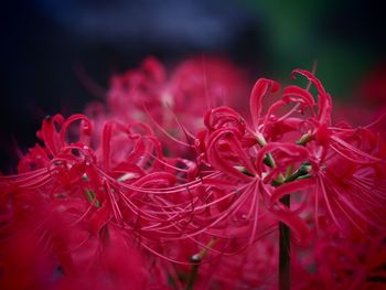 Close-up of red flowering plant