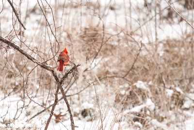 Red male cardinal bird perching on bare tree during winter