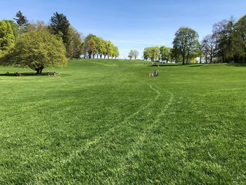 Sunny afternoon at green grass field on top of gurten