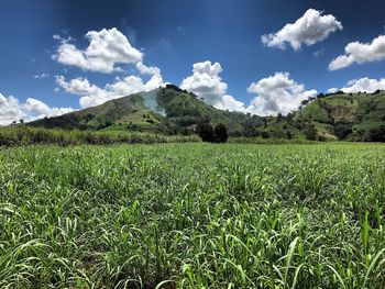 Scenic view of field against sky