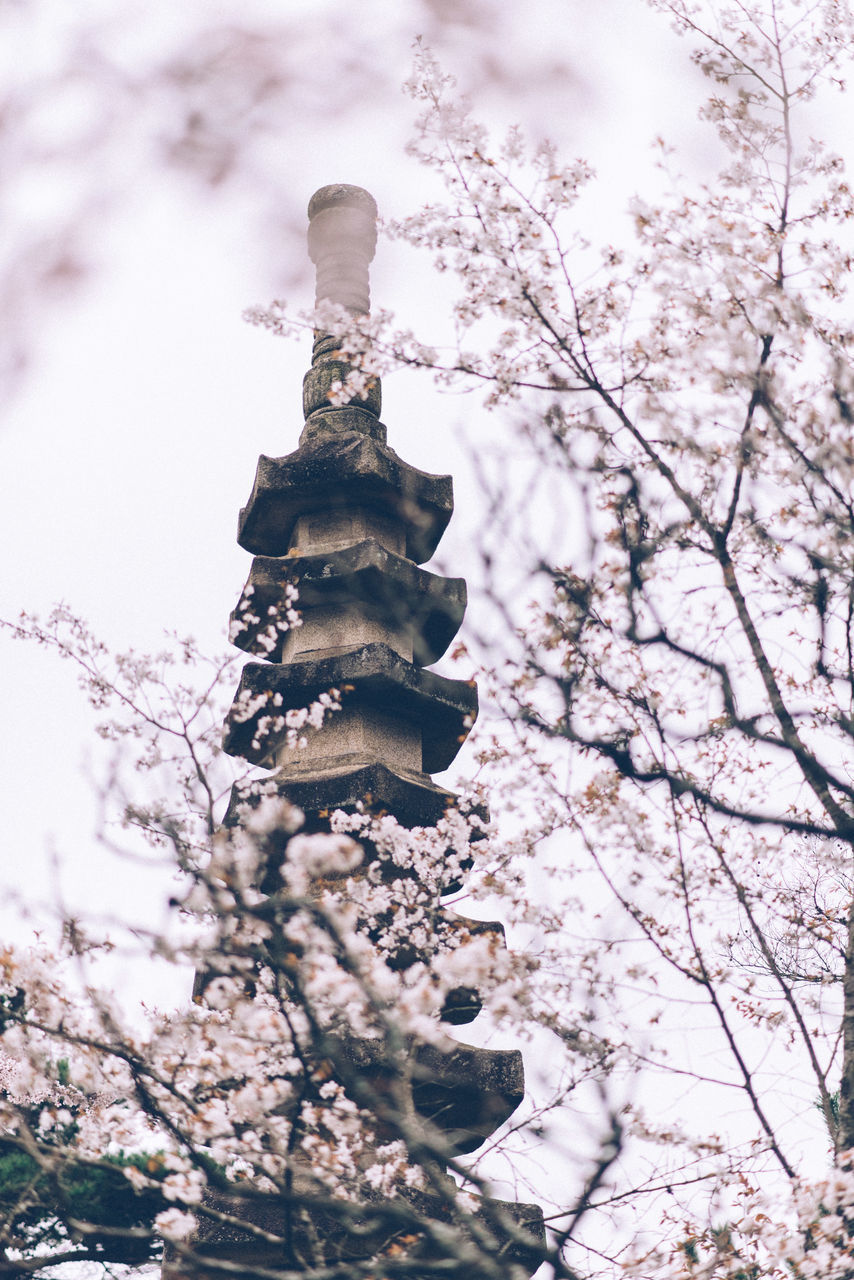 LOW ANGLE VIEW OF CHERRY BLOSSOMS AGAINST TREES