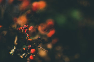 Close-up of flower tree
