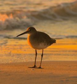 View of birds in water