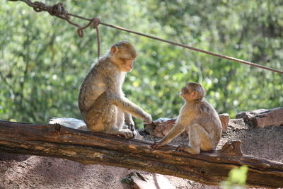 Monkey sitting on tree stump
