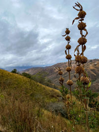 Plants growing on field against sky