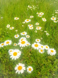 High angle view of daisies blooming on field