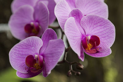 Orchids are all plants that make up the family orchidaceae, belonging to the order asparagales.