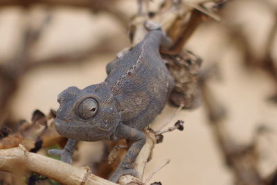 Close-up of lizard on tree