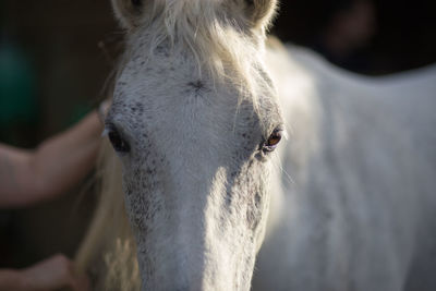 Close-up of horse