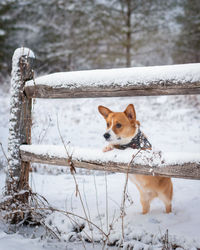 Dog on snow covered landscape