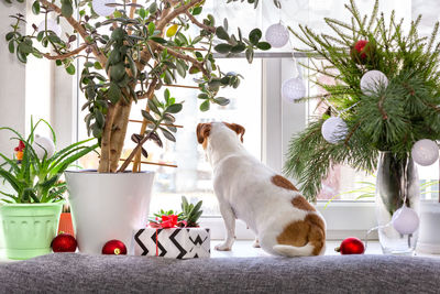 The dog sits on a christmas-decorated windowsill next to houseplants and looks out window