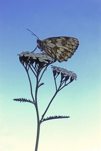 Butterfly on a flower