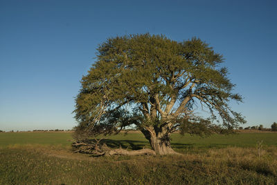 Trees on field against clear blue sky