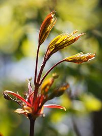 Close-up of pink flowers blooming outdoors