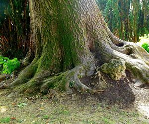 View of tree trunks in forest