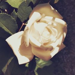 Close-up high angle view of flower