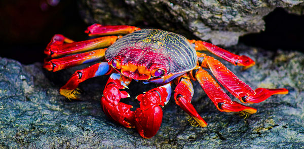 Close-up of red crab on rock formation