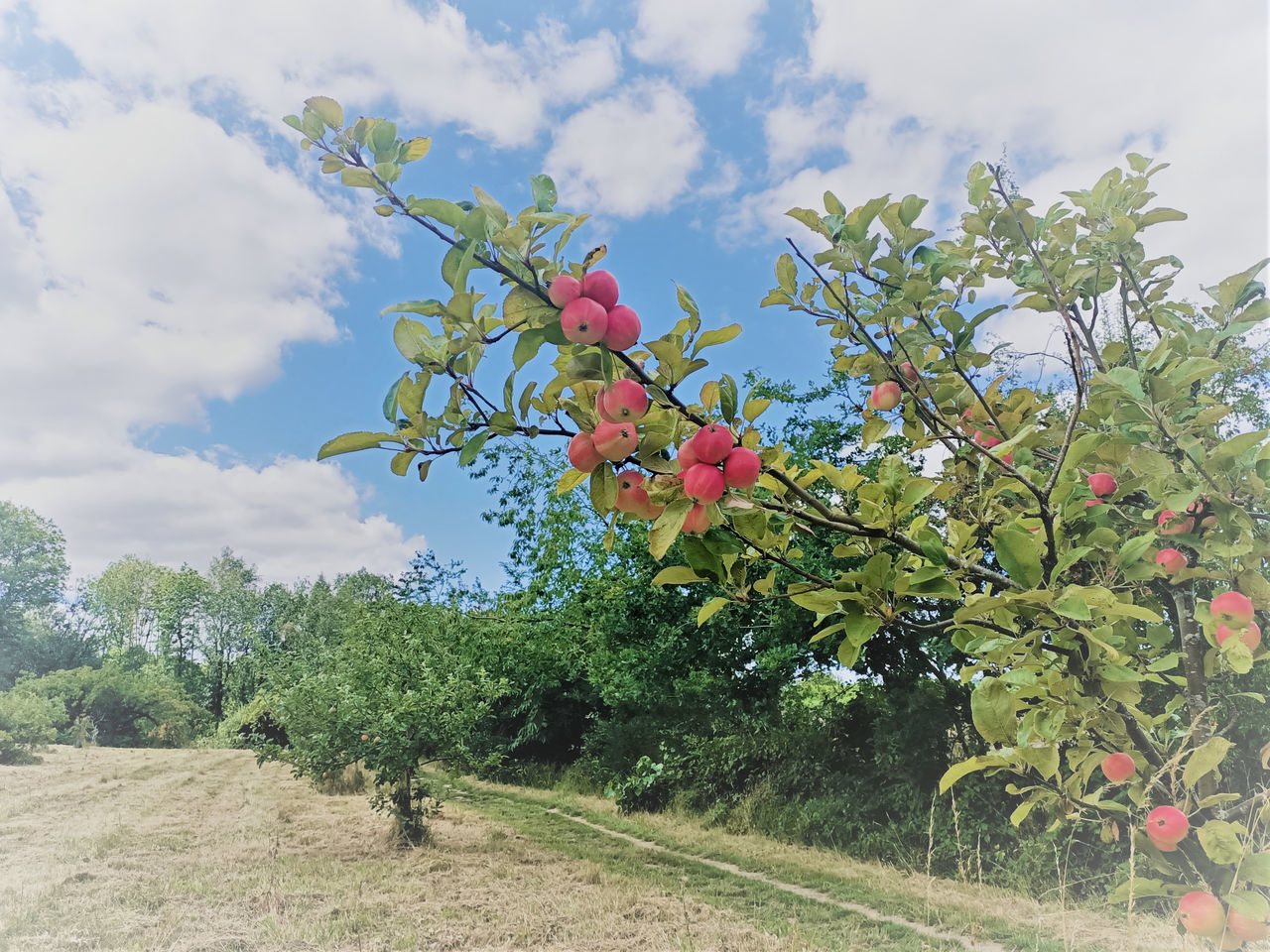 TREES GROWING ON FIELD