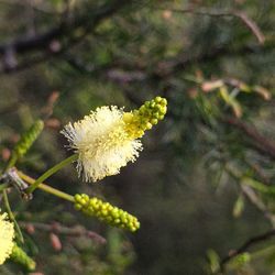 Close-up of white flowers