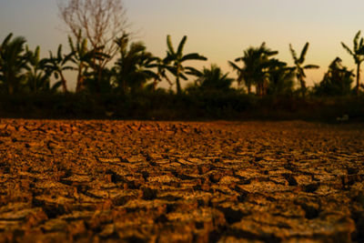 Close-up of palm trees on field against sky at sunset