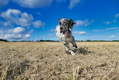 English setter dog running on a field under blue sky having fun with copy space