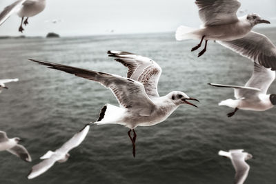Close-up of seagulls flying over lake