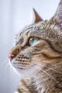 Close-up of a cat looking away
