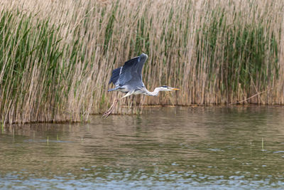 High angle view of gray heron on lake