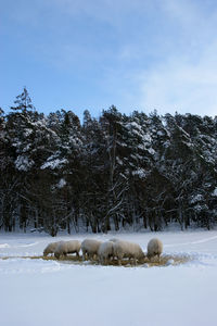 Scenic view of snow covered landscape