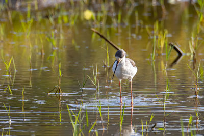 View of duck in lake