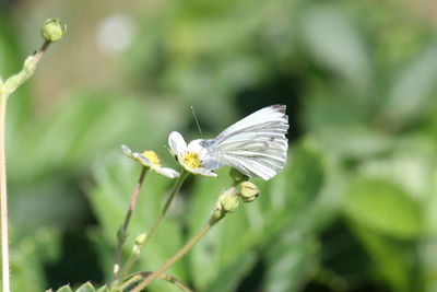 Close-up of butterfly pollinating on white flower