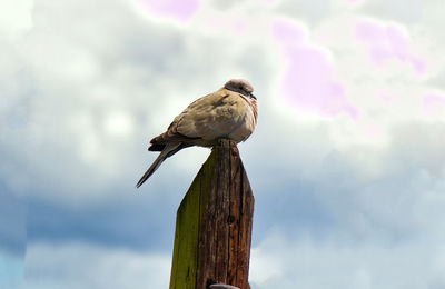 Close-up of bird perching on wooden post