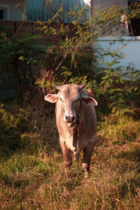 Closeup of beefmaster cattle bull looking at camera in thailand.