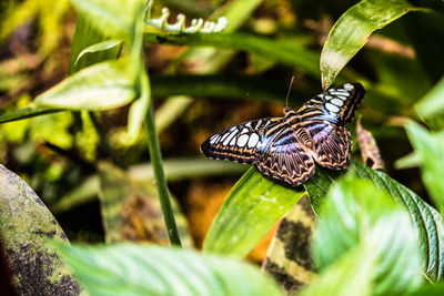 Butterfly perching on leaf