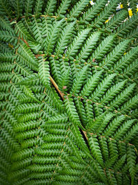 Full frame shot of pine tree