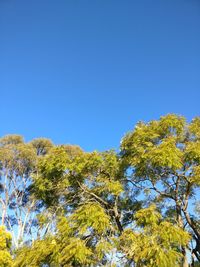 Low angle view of trees against blue sky