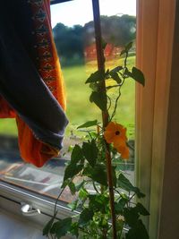 Close-up of orange flowering plants by window