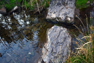 Close-up of tree