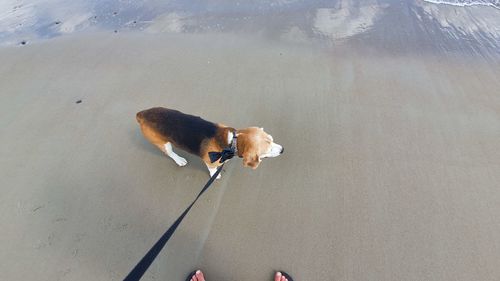 High angle view of dog with reflection in water