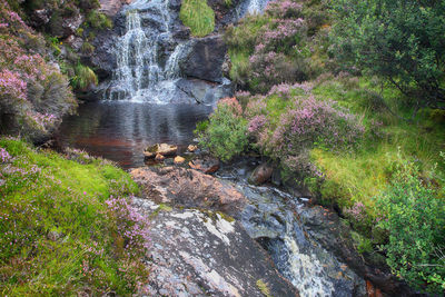 Scenic view of waterfall in forest