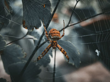 Close-up of spider on web