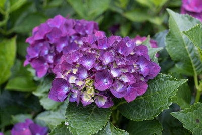 Close-up of purple flowering plant