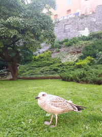 Bird perching on tree