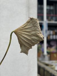 Close-up of wilted flower