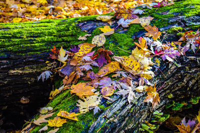 High angle view of maple leaves on fallen tree