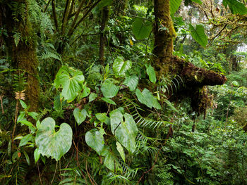 Trees growing in forest