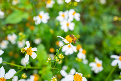 Close-up of bee pollinating on flower