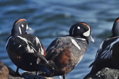 Close-up of duck