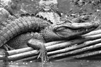 American alligators on wood at montgomery zoo