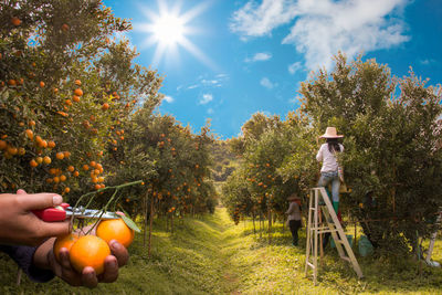 Man holding apple on field against sky